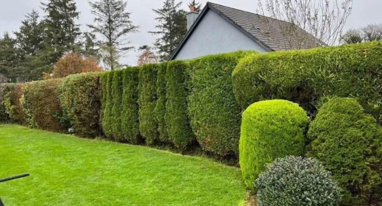 Hedge Cutting & Maintenance