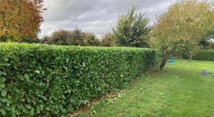 Hedge Cutting & Maintenance