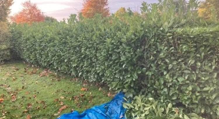 Hedge Cutting & Maintenance