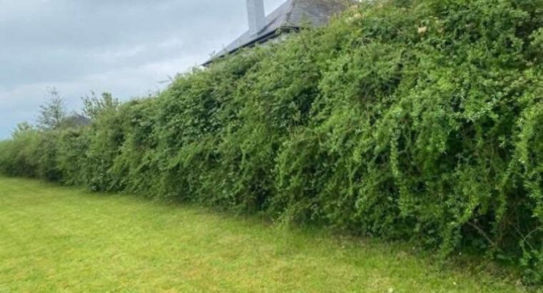 Hedge Cutting & Maintenance