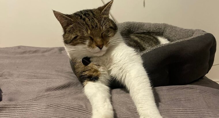 Cat missing
