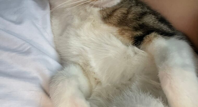 Cat missing