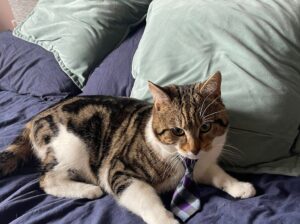 Cat missing