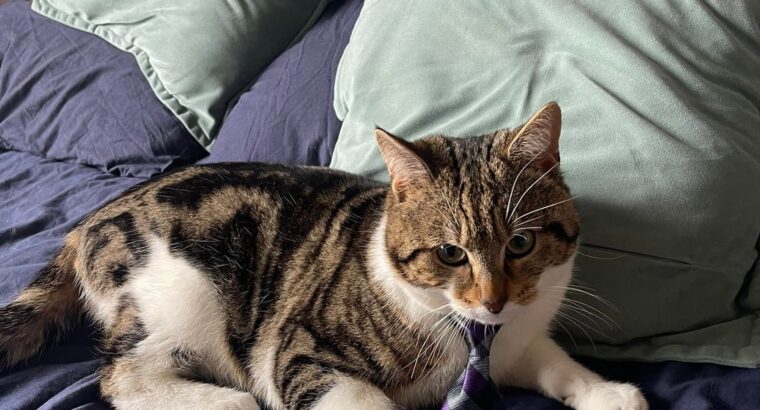 Cat missing