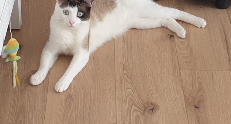 Lost cat in Edenderry