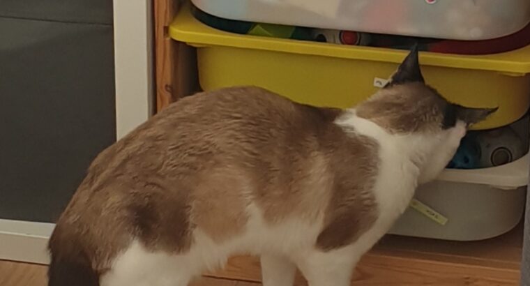 Lost cat in Edenderry