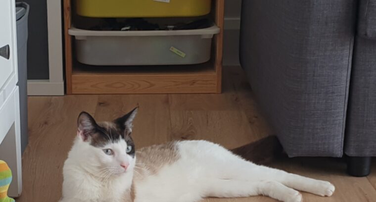Lost cat in Edenderry