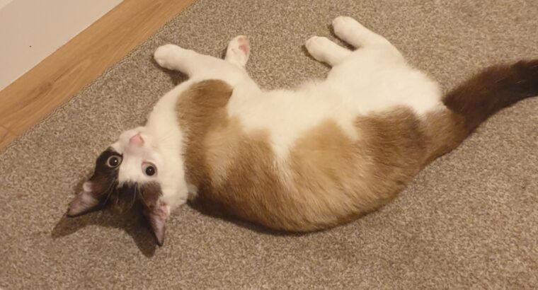 Lost cat in Edenderry