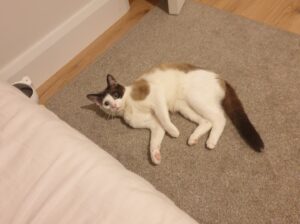 Lost cat in Edenderry