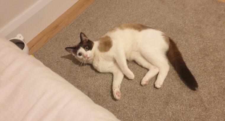 Lost cat in Edenderry